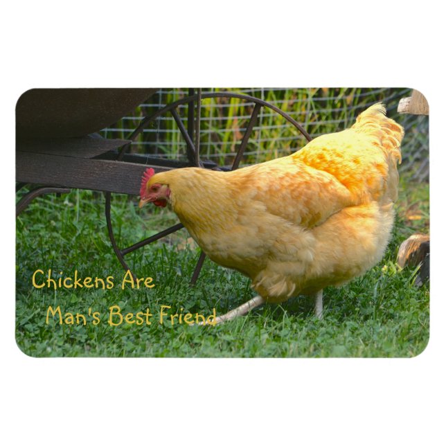 Chickens Are Man's Best Friend Magnet (Horizontal)