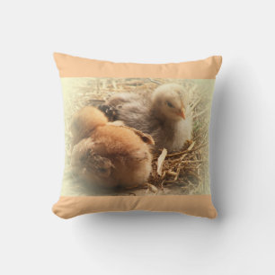 chickens chicks with feather cushion