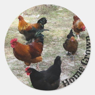 Chickens Doin Chicken Stuff Classic Round Sticker
