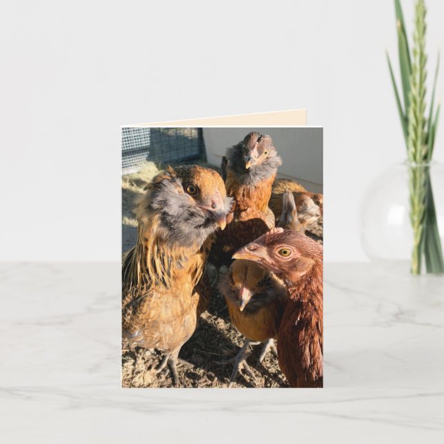 Chickens Gathering Close-Up Photograph Card (Front)