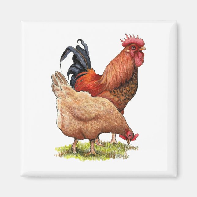 Chickens: Hen and Rooster Colour Pencil Drawing Magnet (Front)