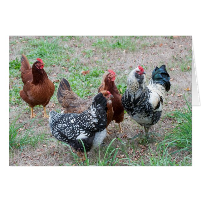 Chickens in the Yard (Front Horizontal)