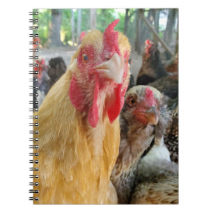 Chickens Notebook