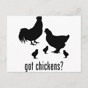 Chickens Postcard
