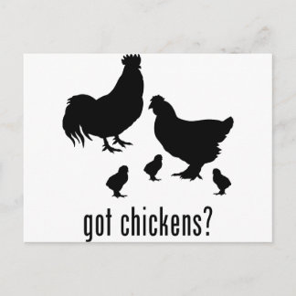 Chickens Postcard