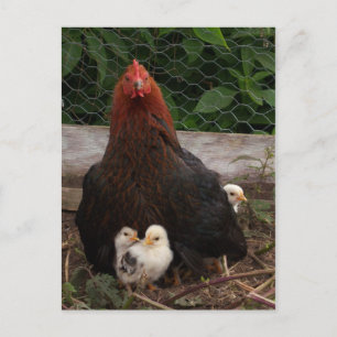 Chickens Postcard