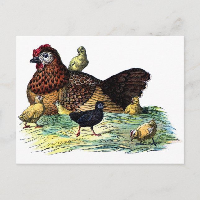 Chickens Vintage Animal Postcard (Front)