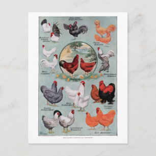 Chickens Vintage Book Page Postcard