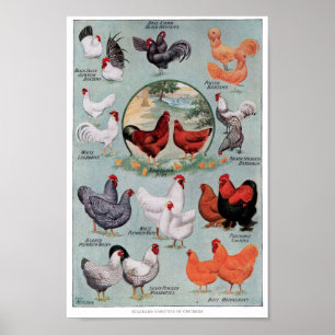 Chickens Vintage Book Page Poster