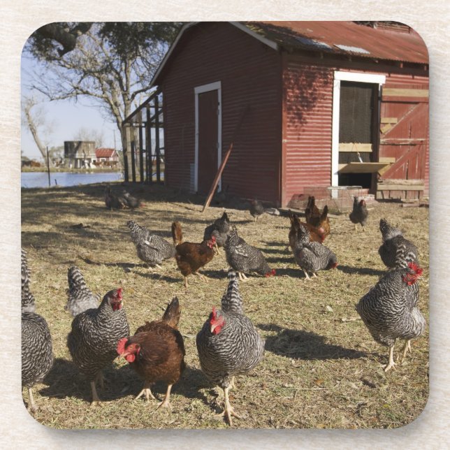Chickens working grounds near hen house Cliburn Coaster (Front)