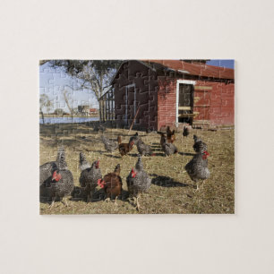 Chickens working grounds near hen house Cliburn Jigsaw Puzzle