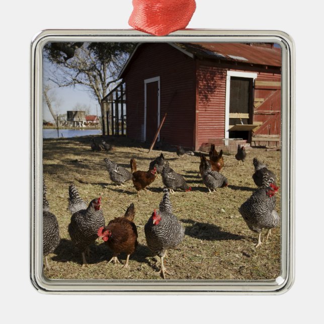 Chickens working grounds near hen house Cliburn Metal Tree Decoration (Front)