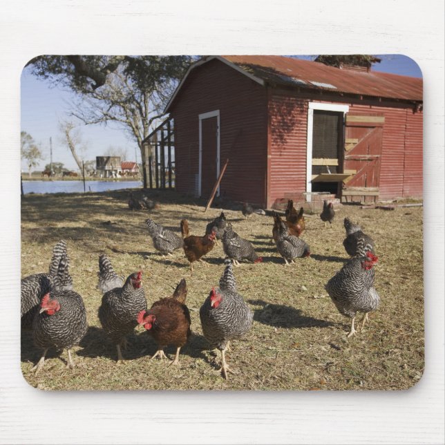 Chickens working grounds near hen house Cliburn Mouse Mat (Front)