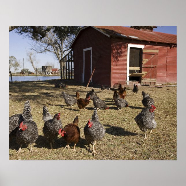 Chickens working grounds near hen house Cliburn Poster (Front)
