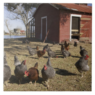 Chickens working grounds near hen house Cliburn Tile