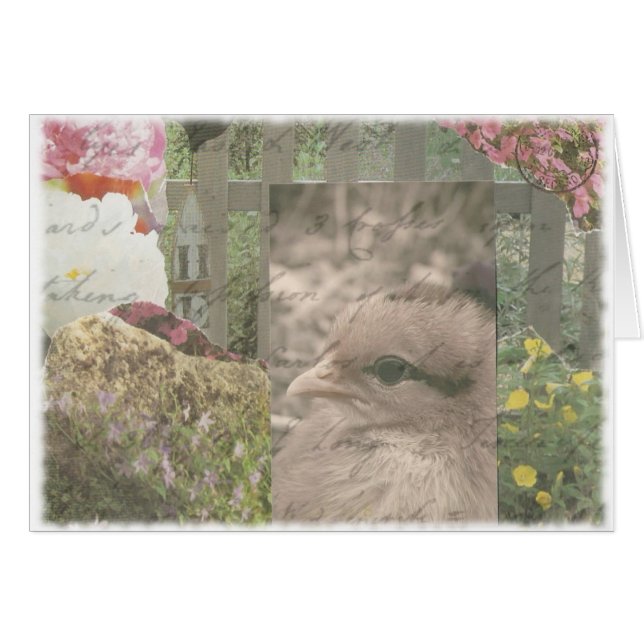 Chickie 1 (Front Horizontal)