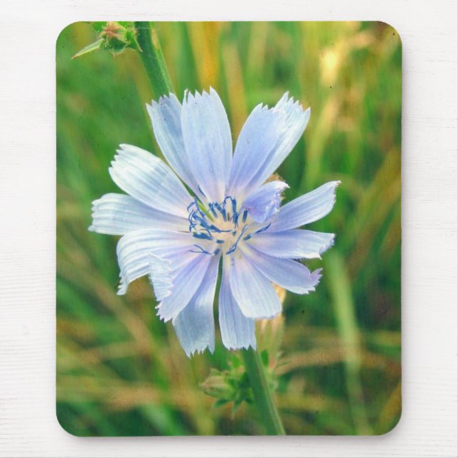 Chickory Flower Mouse Mat (Front)