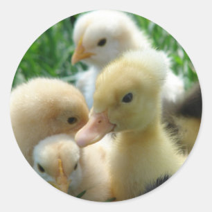 Chicks and Ducklings Classic Round Sticker