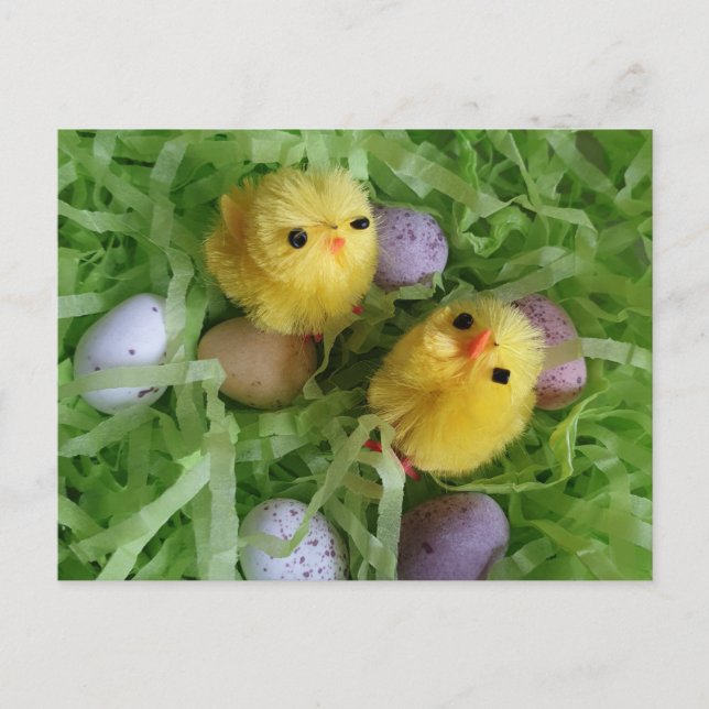 Chicks and Eggs Postcard (Front)