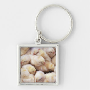 chicks, brood of chickens key ring