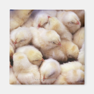 chicks, brood of chickens magnet