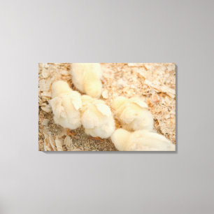 chicks canvas print