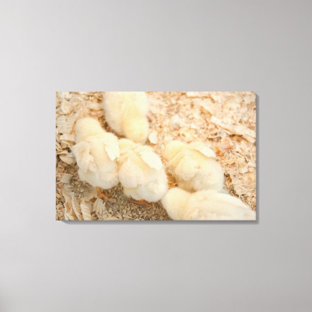 chicks canvas print (Front)