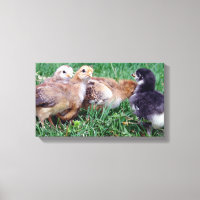 Chicks