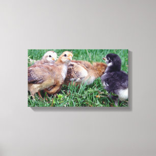 Chicks Canvas Print