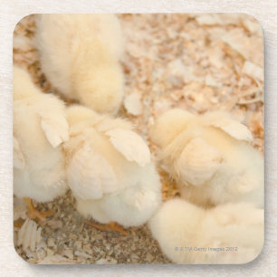 chicks coaster