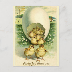 Chicks Hatching From Giant Shell Easter Greetings Postcard