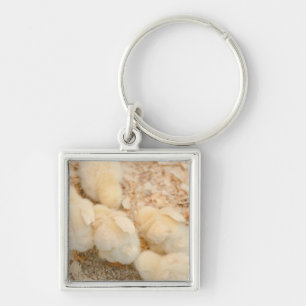 chicks key ring