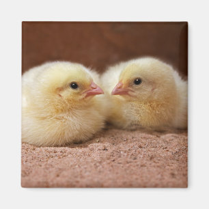 Chicks Magnet