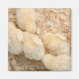 chicks magnet