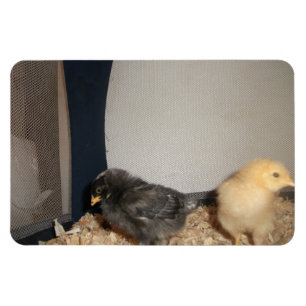 Chicks Magnet