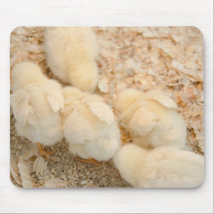 chicks mouse mat
