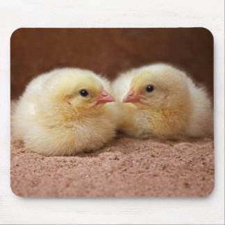 Chicks Mousemat