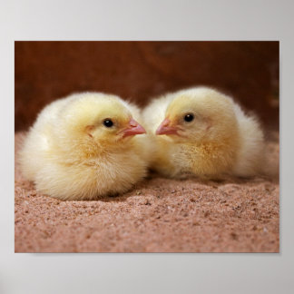Chicks Print