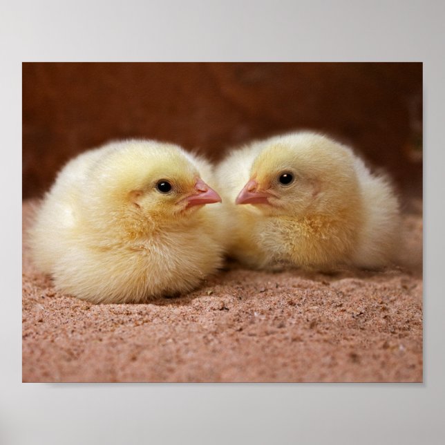Chicks Print (Front)