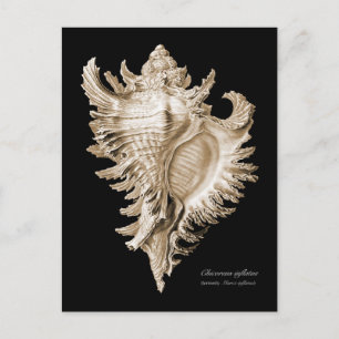 Chicoreus ramosus postcard