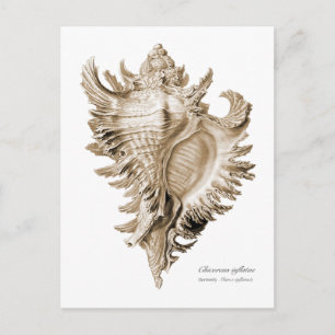Chicoreus ramosus postcard
