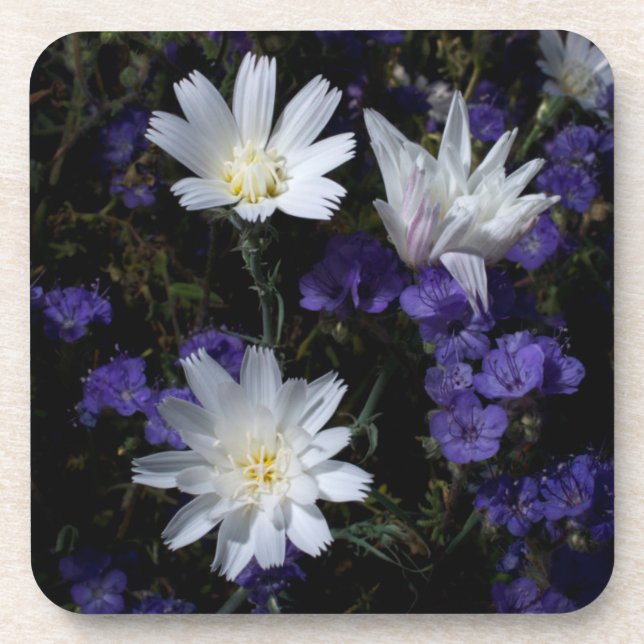 Chicory and Phacelia Wildflowers Coaster (Front)