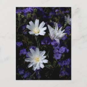 Chicory and Phacelia Wildflowers Postcard