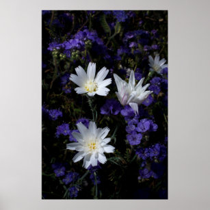 Chicory and Phacelia Wildflowers Poster