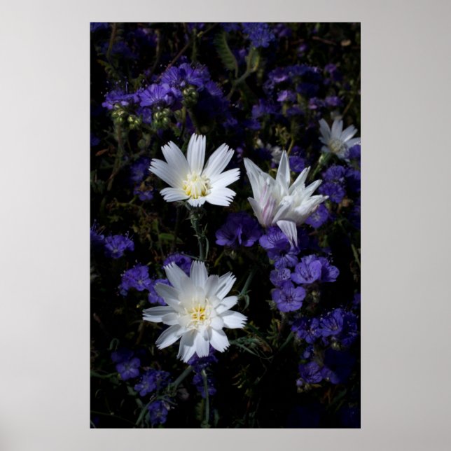 Chicory and Phacelia Wildflowers Poster (Front)