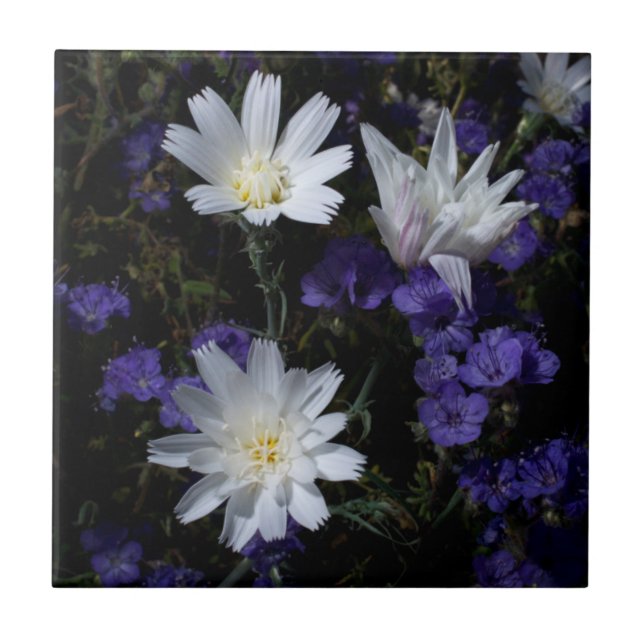 Chicory and Phacelia Wildflowers Tile (Front)