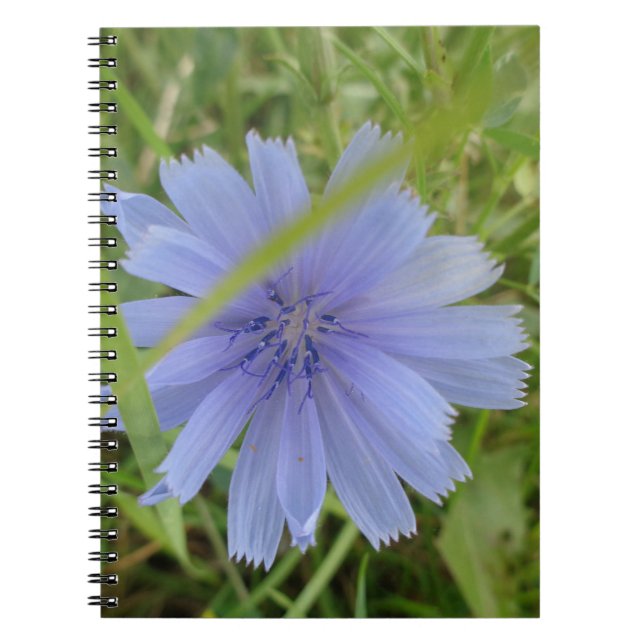 Chicory Blue Purple Flower Floral Notebook (Front)