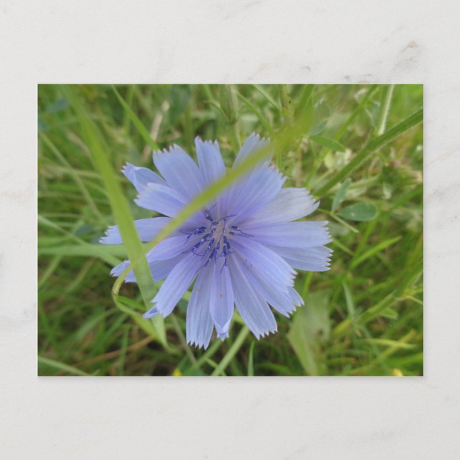 Chicory Blue Purple Flower Floral Postcard (Front)
