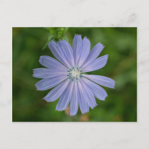 Chicory Blue Wildflower Floral Postcard