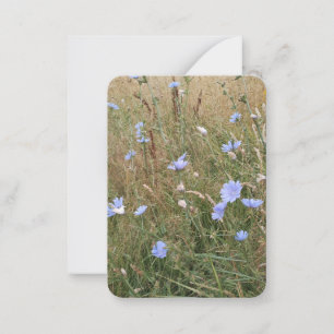 Chicory Card